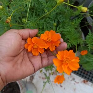 Beautiful Flowering plants seeds