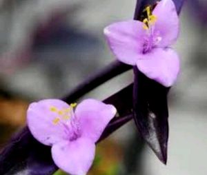 Set 4 Pandanus Veitchii&amp; Never.&amp;Purple Heart &amp;ming