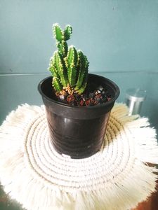 Fairy Castle Cactus