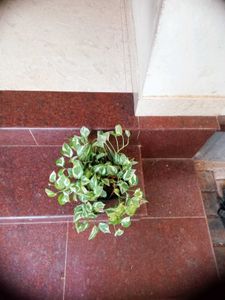 10 Live Root Plants