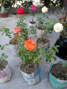 Colourful Rose Live Plant Pack Of 2