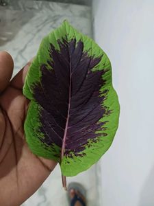 Cockscomb Celosia Seeds