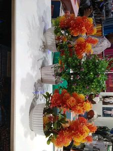 Make Offer 🔥 Plants