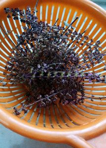 Shyama Tulsi seeds