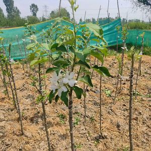 Apple Tree Saplings