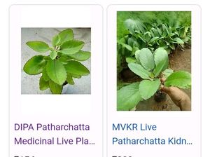 Patthar Chatta Plant Cutting/Leafs Cutting Only