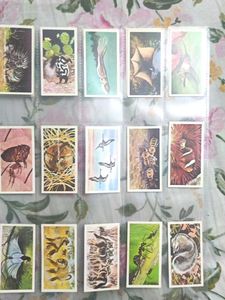 Cigrate Cards Collection