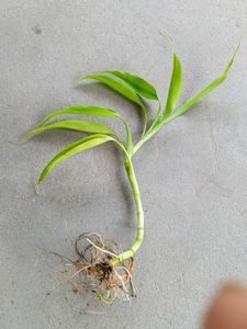 Combo 5 Live Plants