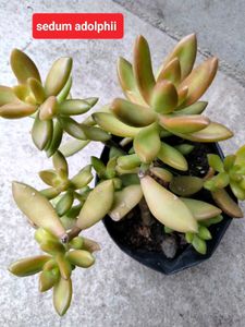 Succulent and Cactus Assortment