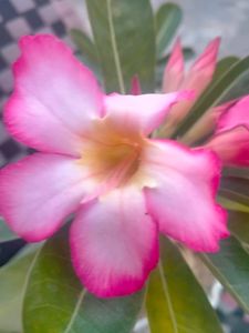 Adenium Desert Rose