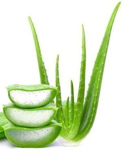 1 Plants Of Alovera ...