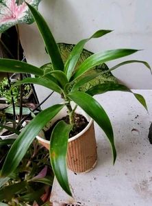 Set 3 Arrowhead &amp; Dracaena Dragon Plants