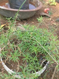 Combo Water Lily + 3 Plant Free