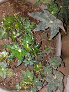 Begonia rex