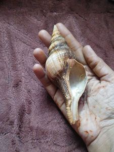 free delivery(largest True tulip shell