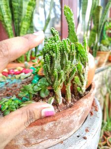 Fairy Castle Cactus