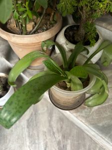 Different Plant Types