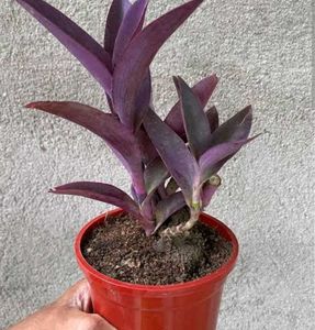 Live Plants