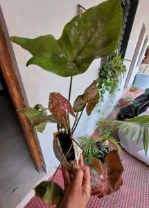 Set 2 Arrowhead Vine &amp;Pandanus Veitchii Plants🪴