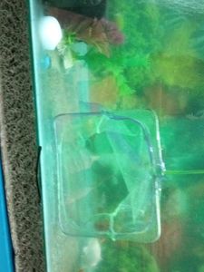 Fish Aquarium Atach Mant