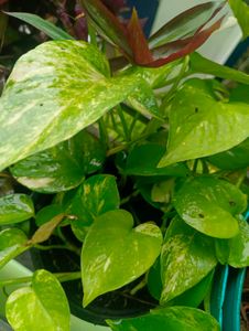 6 Variegated  Plants