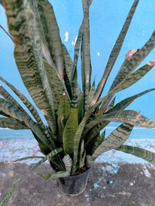 Snake Plant