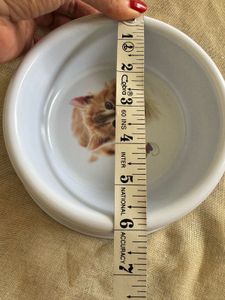 Pet Food Bowl x 1