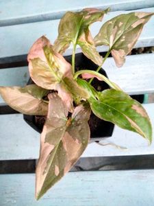 Air Purifying Snygonuims N Peperomia Combo
