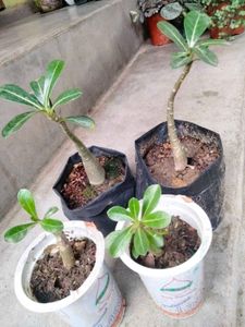 5 Sapling Of Adenuim Plants Combo