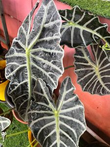 Alocasia amazonica Plant