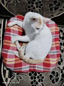 Red Plaid Pillow Pet Bed