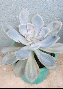 Variegated Succulent