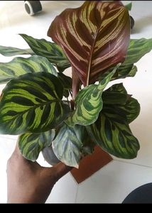 Monsoon Dhamaka Offer Combo 5 Indoor Live Plant