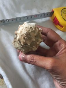 1 hour Offer Only)New Sea Shell