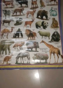 Educational Animal Chart