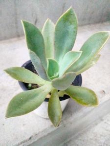 Assorted Plants