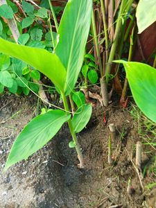 Ginger Butterfly Three Shoots