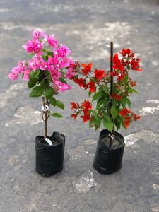 Bougainvila Plant Pack Of 2