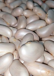 Good Quality Jackfruit Seeds