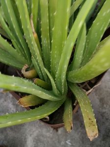 Aloe Plant