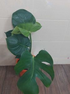 Monestera (7 Leaves)
