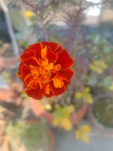 1 PIC Vibrant Orange Marigold