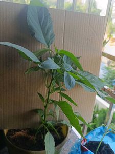 Chilli Plant