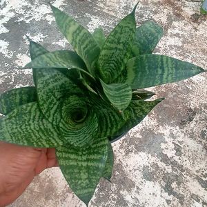 Combo Of 3 Plants @ Low Price