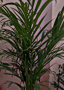 Areca Palm Plant