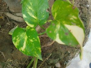 Money Plant