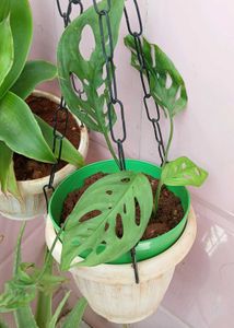combo of Broken heart and Basket plant