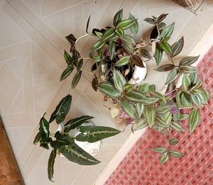 3 Set. Syngonium &amp; Callisia &amp; Zebronics Plants🪴