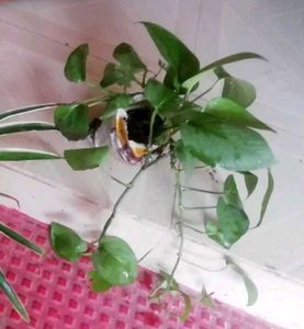 Set 2 Money &amp;Zabronics Plants