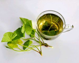 Centella Asiatica (Cica)